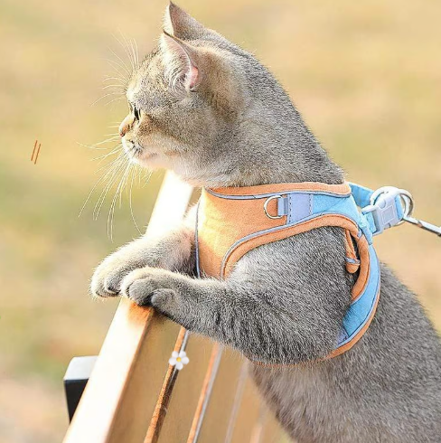 🐾 50% DE RÉDUCTION 🦺 Harnais réfléchissant une pièce – Respirant, rembourré & sécurisé – Pour chiens & chats, fermeture facile & ajustement confortable – idéal pour les promenades nocturnes 🌙